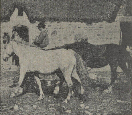 Des chevaux bidets bretons en noir et blanc