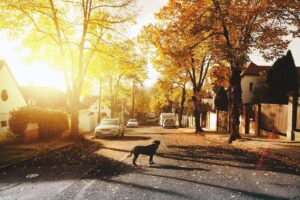Chien dans une rue avec la lumière du jour en automne
