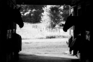 image en noir et blanc de chevaux dans leurs boxes qui se font face